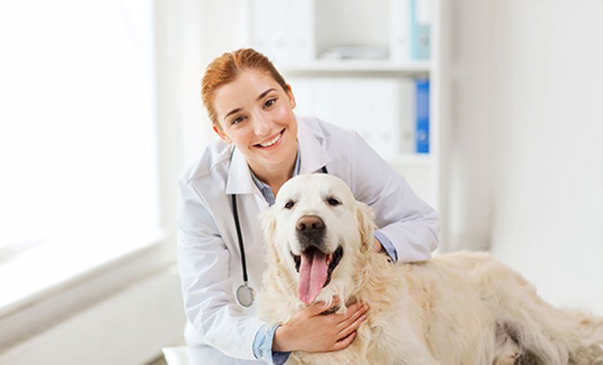 Tierkrankenversicherung - Tierärztin umarmt Hund von hinten
